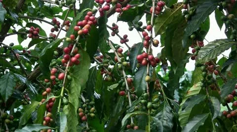 Coffee beans Stock Footage 20953728