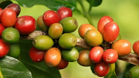 Coffee beans. Stock Footage 42793402