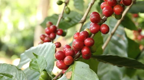 Coffee beans Stock Footage 50162911