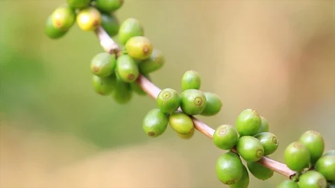 Coffee beans Stock Footage 78072491