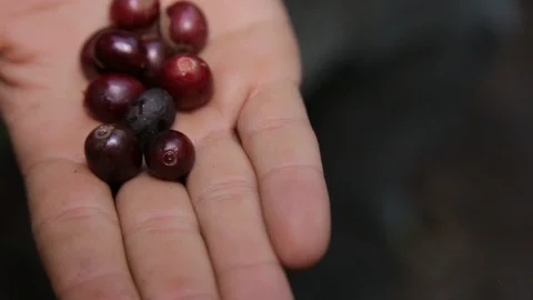 Coffee beans Stock Footage 113289975