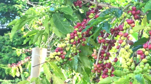 Coffee Beans Stock Footage 138131986