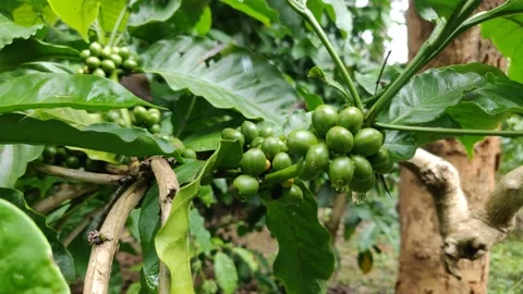 Coffee beans Stock Footage 153657782