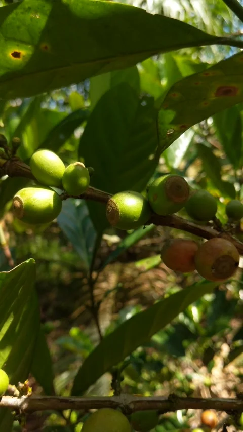 Coffee beans in the garden Stock Footage 310997389