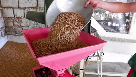 Coffee beans in a grain conditioner. Video stock 137943386