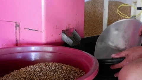 Coffee beans in a grain conditioner. Video stock 137943459