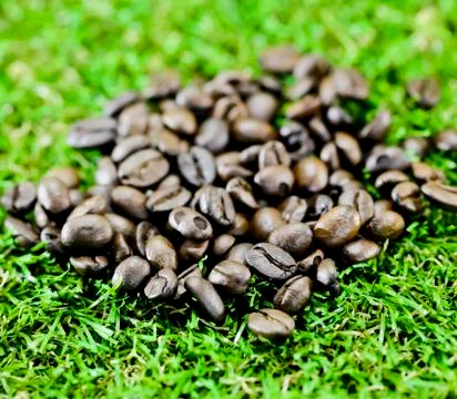 Coffee beans on grass Stock Photos