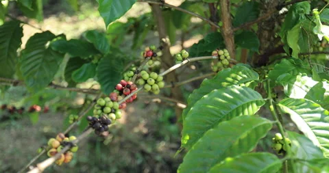 Coffee beans grow on tree Stock-Footage 256263947