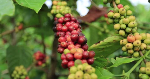 Coffee beans grow on tree Stock Footage 257395729