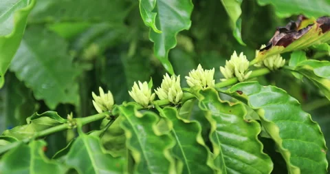 Coffee beans grow on tree Video stock 257399619