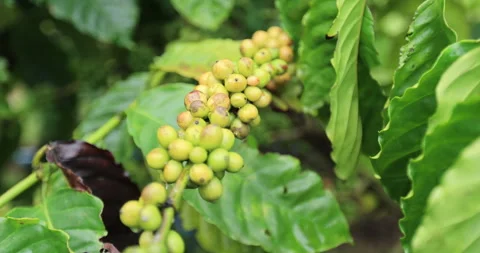 Coffee beans grow on tree Stock Footage 257490426