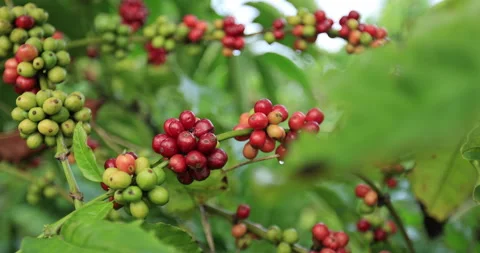 Coffee beans grow on tree Stock Footage 257491000