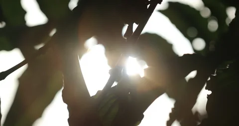 Coffee beans grow on tree Stock Footage 259293062