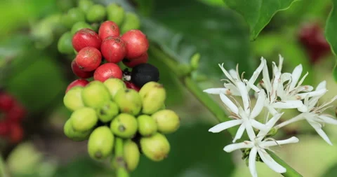 Coffee beans grow on tree Stock Footage 259301354