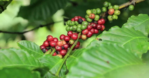 Coffee beans grow on tree Stock Footage 261795865