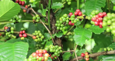 Coffee beans grow on tree Stock Footage 261799128