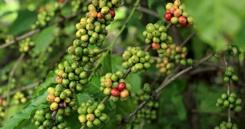 Coffee beans grow on tree Video stock 299320688