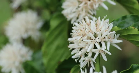 Coffee beans grow on tree Stock Footage 300377942