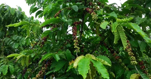 Coffee beans grow on tree 库存影片 328549329