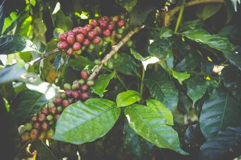 Coffee beans growing on the branch in Chiang Mai ,Thailand 스톡 사진