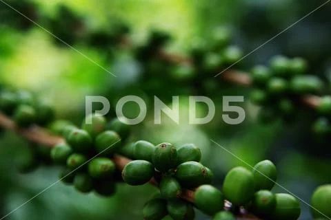 Coffee beans growing on a branch of coffee tree Stock Photos
