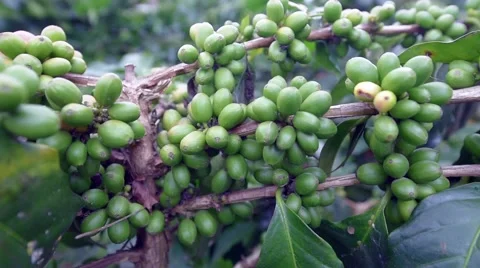 Coffee beans growing on coffee tree branch, closeup Stock Footage 68232577