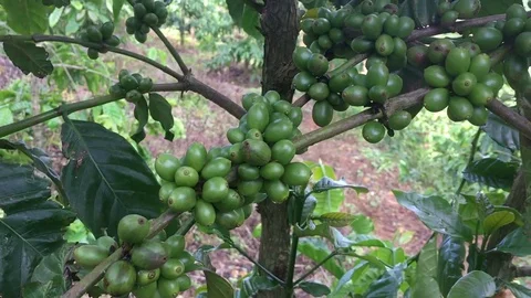 Coffee beans growing on coffee tree branch, closeup Stock Footage 70684590