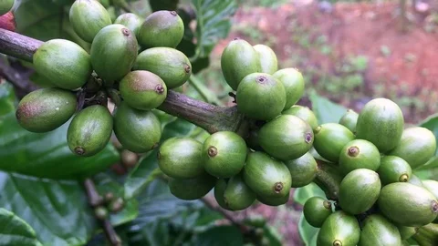 Coffee beans growing on coffee tree branch, closeup Stock Footage 72482440