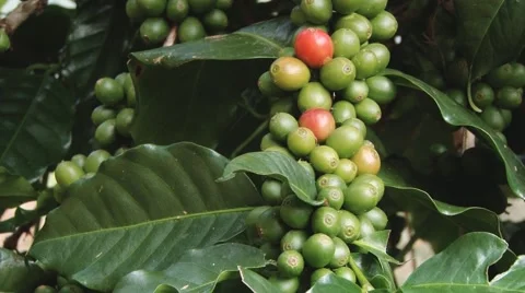 Coffee beans growing at the Doi Ang Khang Royal Agricultural station, Thailand. 스톡 동영상 49482539