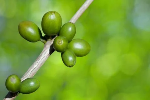 Coffee beans growing Stock Photos