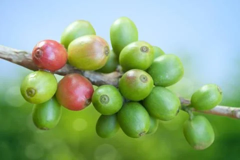 Coffee beans growing Foto stock