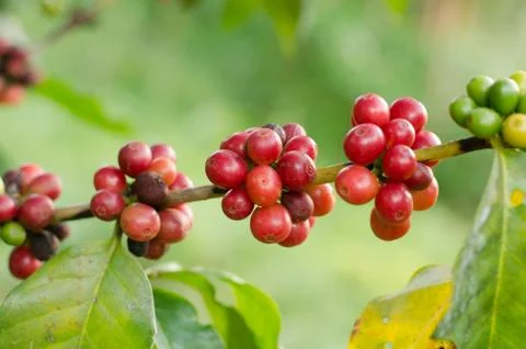 Coffee beans growing on tree Stock Photos