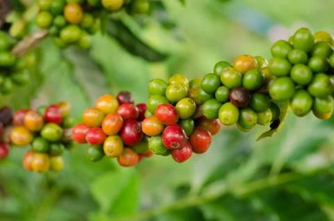 Coffee beans growing on tree Stock Photos