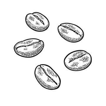 Coffee beans. Hand drawn sketch style. Vintage vector engraving Stockillustratie