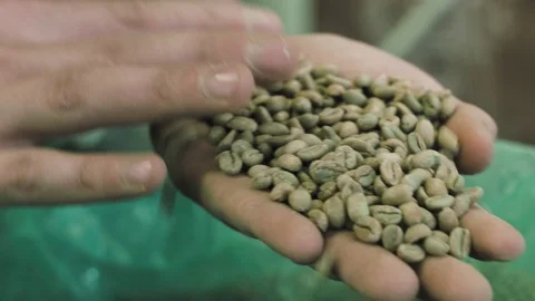 Coffee beans in hand Stock Footage 73290568