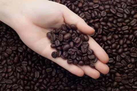 Coffee beans on hand Stock Photos