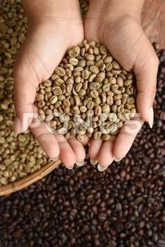 Coffee beans on hand Stock Photos