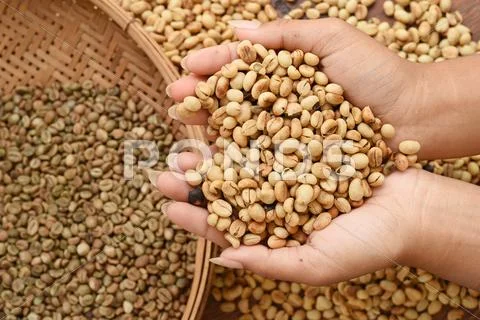 Coffee beans on hand Stock Photos