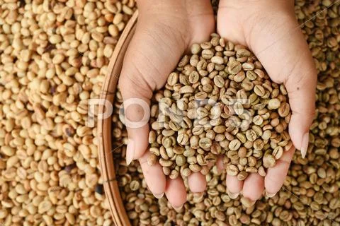 Coffee beans on hand Stock Photos