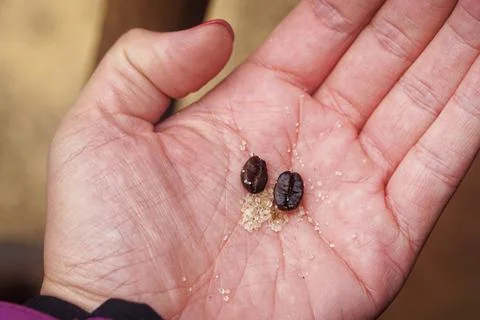Coffee beans hand Stock Photos