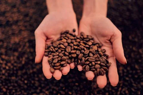 Coffee beans in hands on dark background. Stock Photos