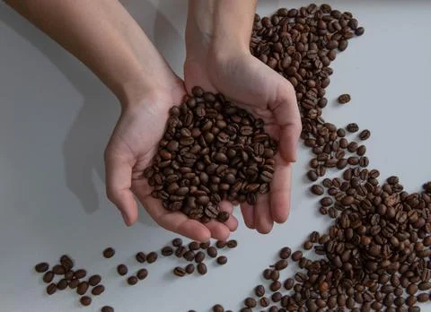 Coffee beans in hands lie on the table Stock Photos