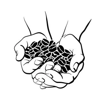 Coffee beans in hands. Top view. Vector art line illustration on white backgr Stock Illustration