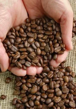 Coffee beans in human hands Stock Photos