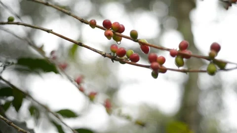 Coffee Beans Humid Tree Stock Footage 147099058