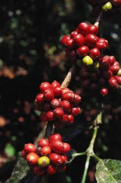 Coffee beans, India Stock Photos