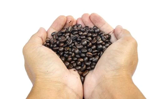 Coffee beans isolated Stock Photos