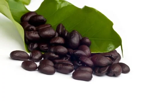 Coffee beans with leaf . Stock Photos
