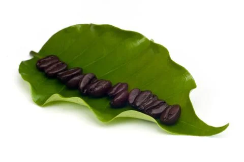 Coffee beans with leaf . 写真素材