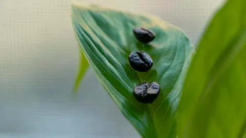 Coffee beans lie on a green leaf Stock Photos